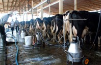 Cách vắt sữa bò đúng kỹ thuật