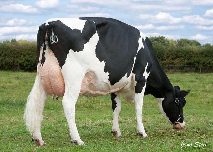 chăn nuôi bò hiệu quả cao